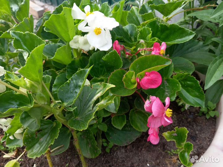 Бегония вецноцветущая, портулак вегетативный