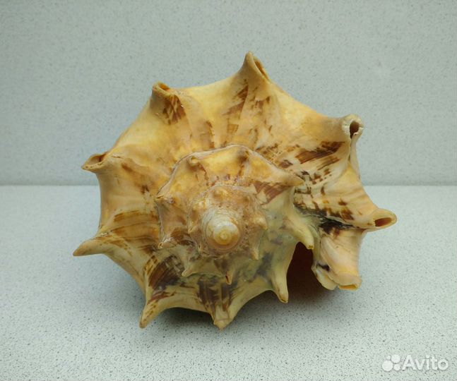 Цимбиола 19,5 морская ракушка раковина