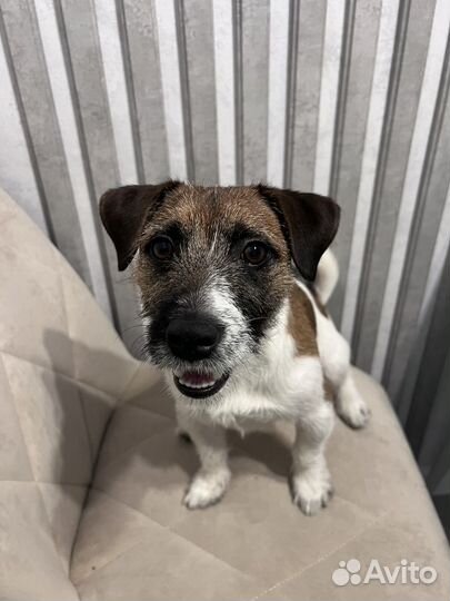 Вязка собак