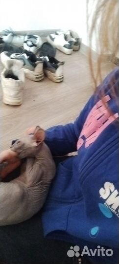 Передержка кошек, котов, котят во время отпуска