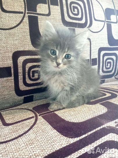 Малыши ищут дом