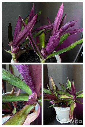 Традесканция рео