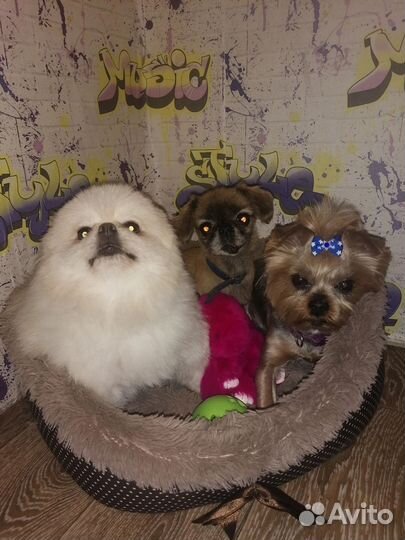 Передержка собак/кошек.Зооняня.Выгул собак