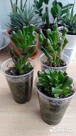 Суккуленты