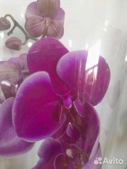 Орхидея фаленопсис Дюрбан
