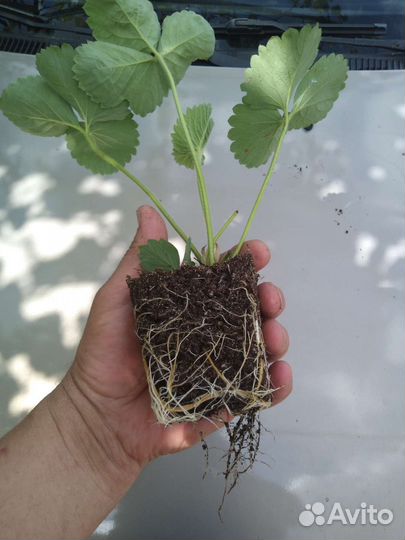 Рассада клубники