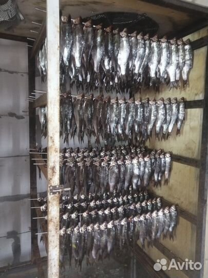 Вобла вяленая с икрой