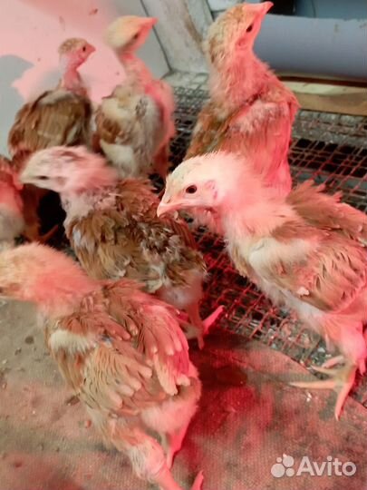 Петушки на откорм