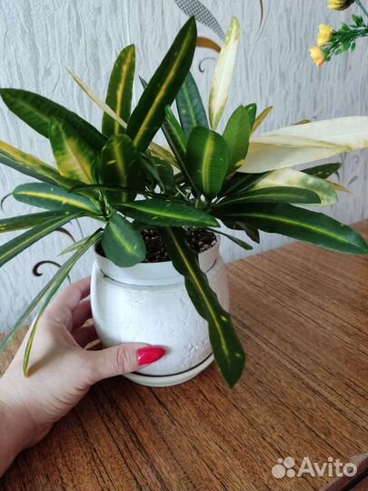 Кротон Золотая звезда