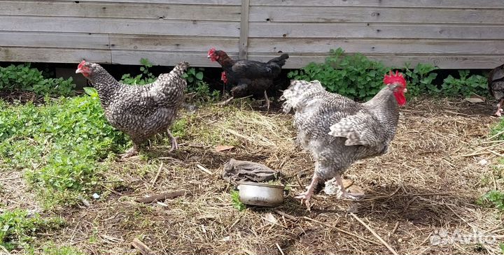 Мехленская кукушка (малин)