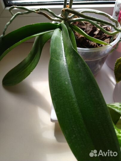 Орхидея фаленопсис