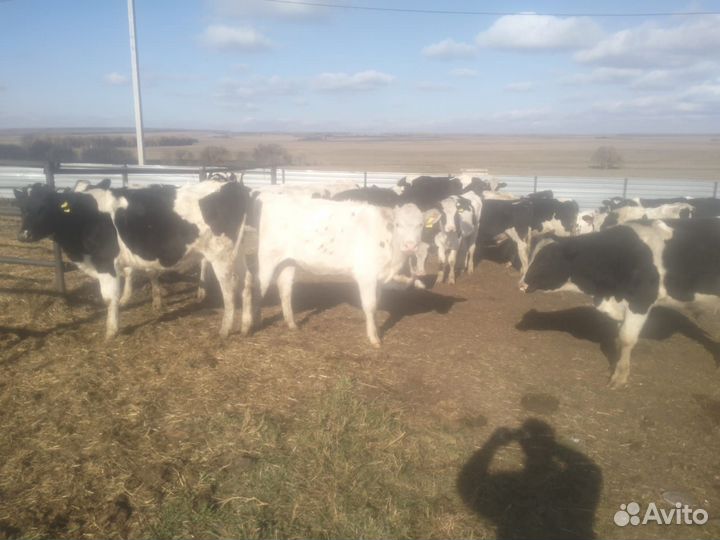 Телки голштины