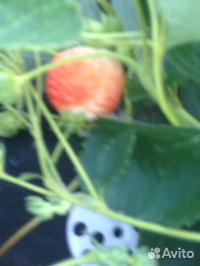 Клубника ремонтантная и земклуника