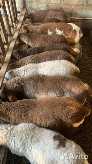 Катумские овцы