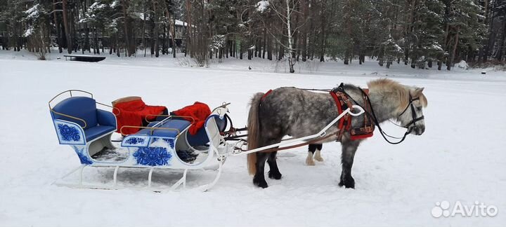 Пони на праздник, пони на мероприятие