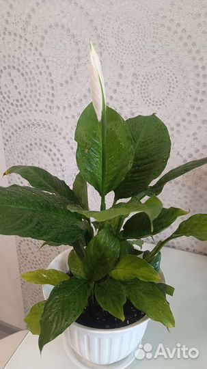 Спатифиллум