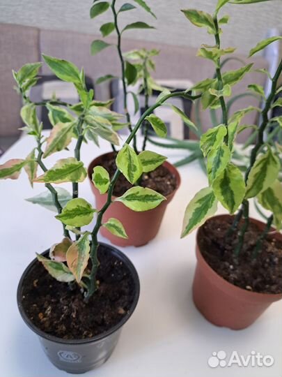 Педилантус