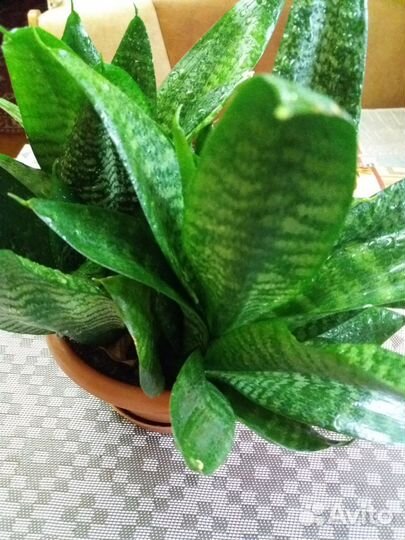 Сансевиерия