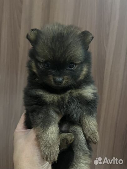 Щенок шпица