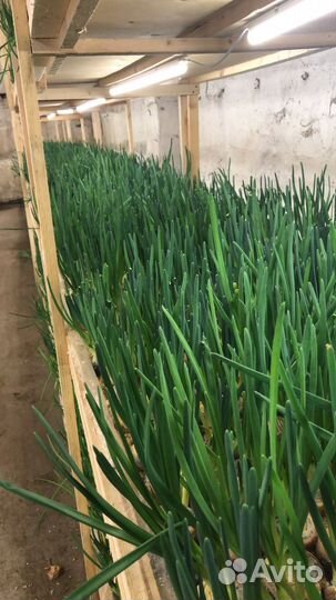 Консультации, агросопровождение по выгонке лука