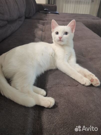 Кошечка в добрые руки