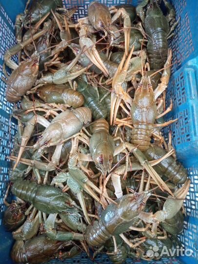 Раки живые опт розница