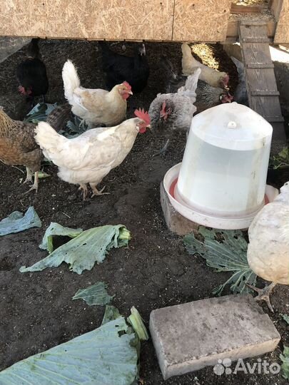 Куры несушки