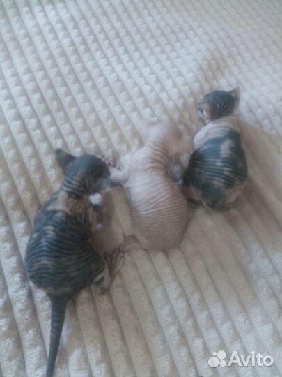 Канадский сфинкс