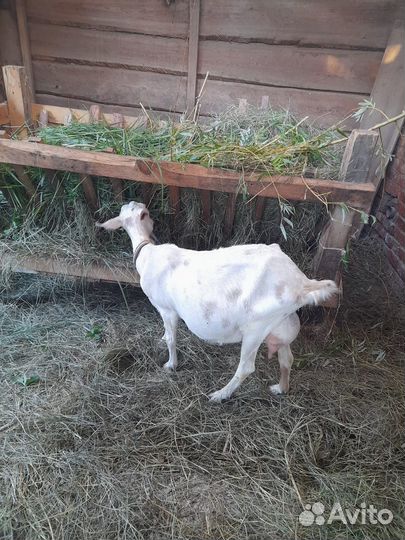 Козы дойные. Козëл племенной