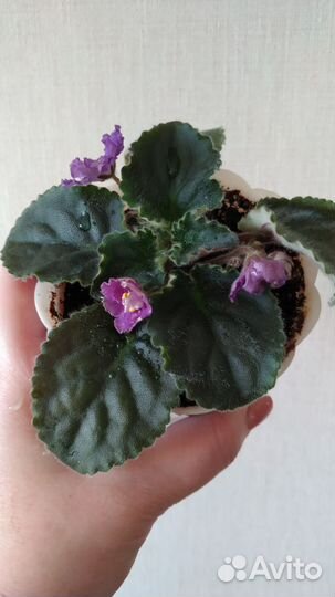 Фиалки в горшках