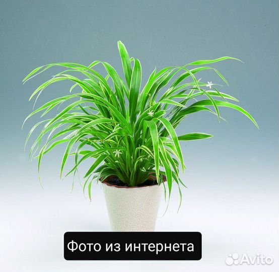 Хлорофитум прямостоячий