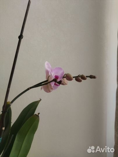 Фаленопсис Вашингтон