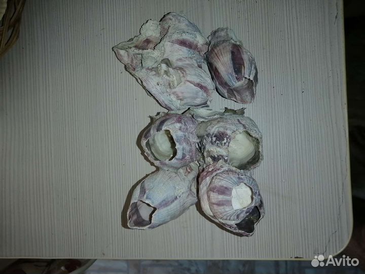 Морские ракушки раковины