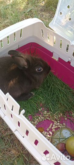 Декоративные кролики