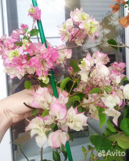 Бугенвиллия разные сорта