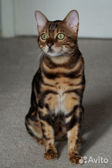 Бенгальский кот