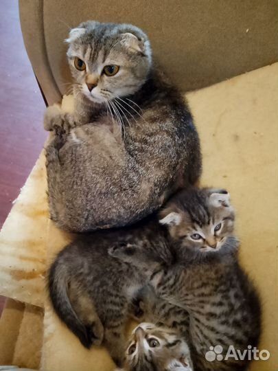 Котята от вислоухой кошки