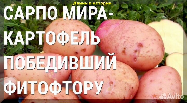 Сарпо Миро шарвари порошка