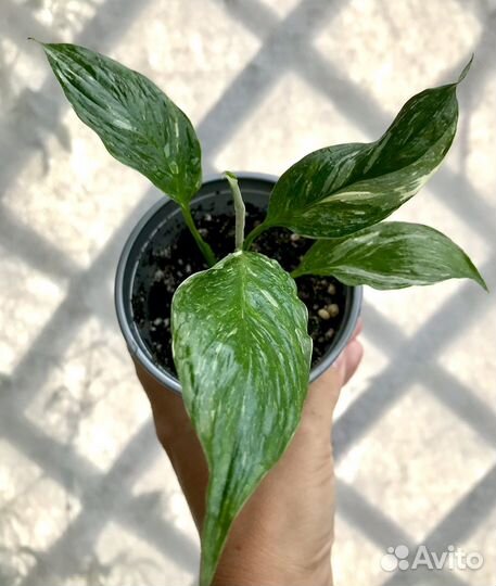 Спатифиллум Домино