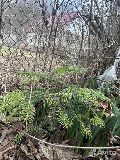 Пихта кавказская