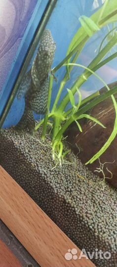 Малëк анциструса