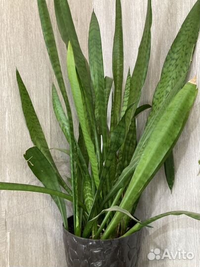 Комнатные растения