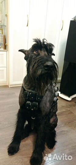 Шлейка для крупных собак