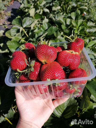 Рассада клубники Мальвина