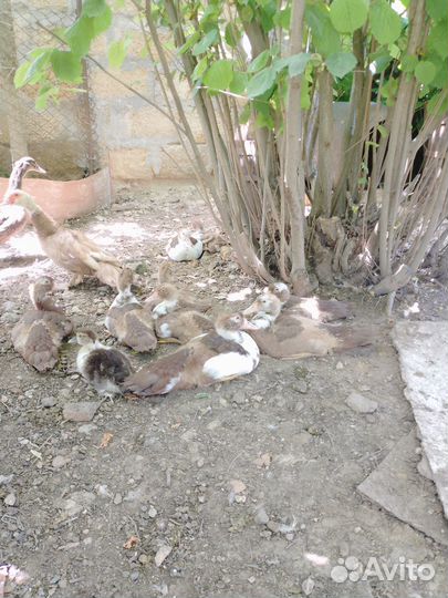 Индоутята суточные