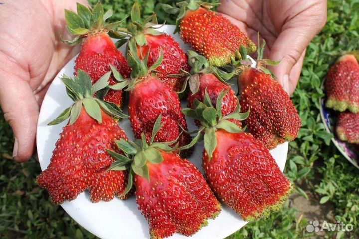 Рассада клубники Купчиха