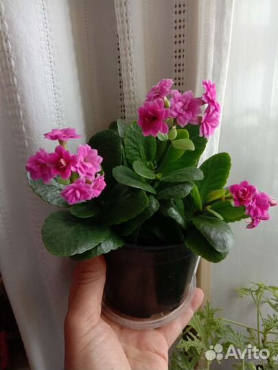 Каланхое