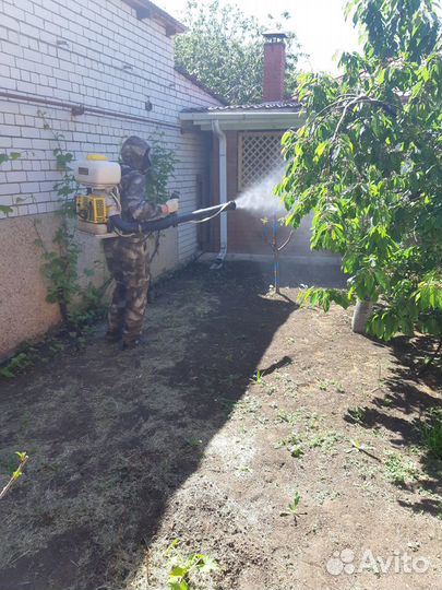 Уничтожение клопов тараканов блох муравьев клещей