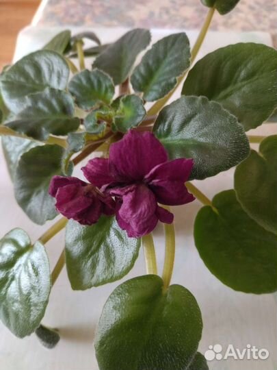 Цветущие фиалки