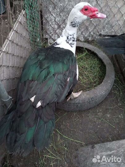 Селезень индоутки